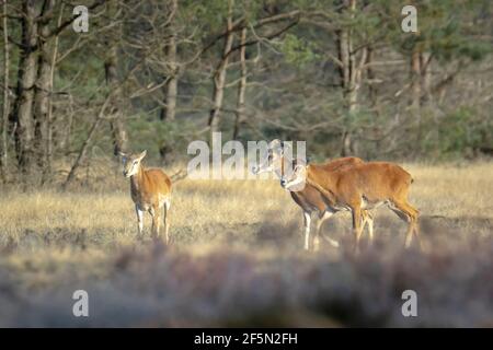 Mouflon (Ovis gmelini) che fora in una foresta Foto Stock