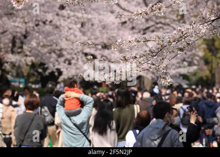 Tokyo, Giappone. 27 Marzo 2021. La gente passeggia sotto i fiori di ciliegio completamente fioriti al parco Ueno di Tokyo in mezzo allo scoppio del nuovo coronavirus sabato 27 marzo 2021. Credit: Yoshio Tsunoda/AFLO/Alamy Live News Foto Stock