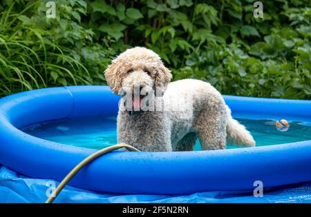 Festa in piscina! Un giovane poodle standard si raffredda in una piscina blu gonfiabile nel cortile Foto Stock