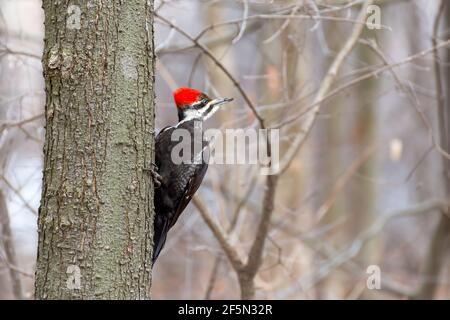 Picchio Pileated che prende una pausa dalla costruzione del suo nido - primavera iniziale con alberi marroni sfocati che compongono lo sfondo Foto Stock