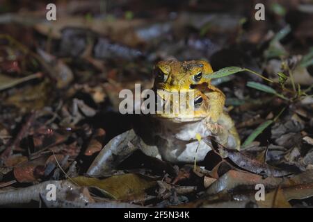 I toads di canna maschio e femmina o i toads neotropici giganti (marina di Rhinella) che si accoppiano di notte nella foresta pluviale di Daintree, Queensland, Australia. Foto Stock