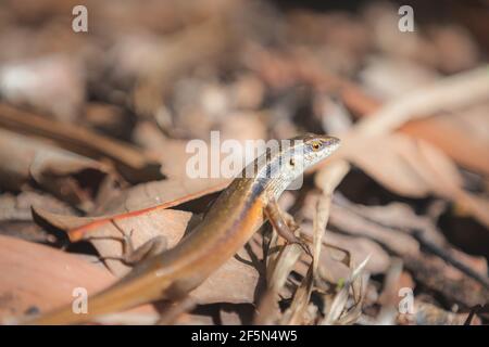 Primo piano di una lucertola da giardino comune o pallido sunskink da giardino (Lamprofolis guichenoti) Sul pavimento della foresta del Daintree Rainfore Foto Stock