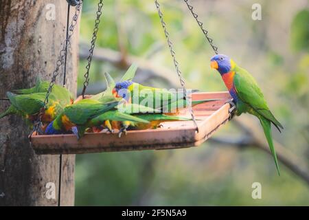 Colorful tropicale Rainbow Lorikeet (Trichoglossus moluccanus) pappagalli che si nutrono di semi di uccelli da un alimentatore nella foresta pluviale di Daintree, Queensland, A. Foto Stock