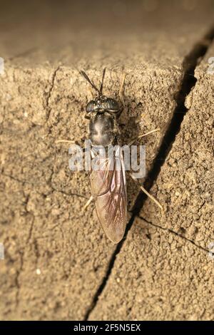 La mosca nera del soldato (lat. Hermetia illucens), è una mosca comune e diffusa della famiglia degli Stratiomyidae Foto Stock