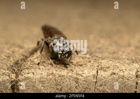 La mosca nera del soldato (lat. Hermetia illucens), è una mosca comune e diffusa della famiglia degli Stratiomyidae Foto Stock