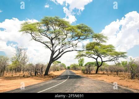 Paesaggio africano con strade vuote e alberi in Zimbabwe - Sulla strada per Kazungula e il confine con il Botswana Lungo Zambesi Drive Foto Stock