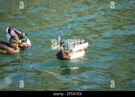 Foto ad alto angolo di tre piccole anatre che nuotano su un stagno Foto Stock