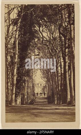 Ragazzi Cliff - Lord Percy. 5 km circa da Warwick. Avenue of Scotch Firs - 400 anni - Vista dalla strada pubblica - da cui.... Produttore sconosciuto, britannico Foto Stock