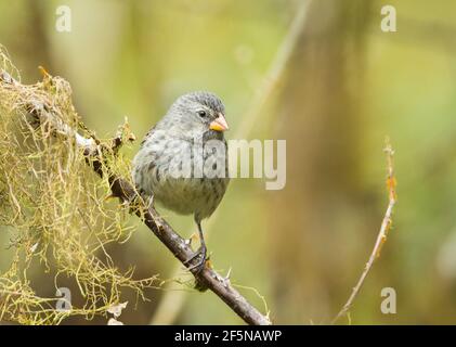 Piccolo terreno di Finch (Geospiza fuliginosa) Foto Stock