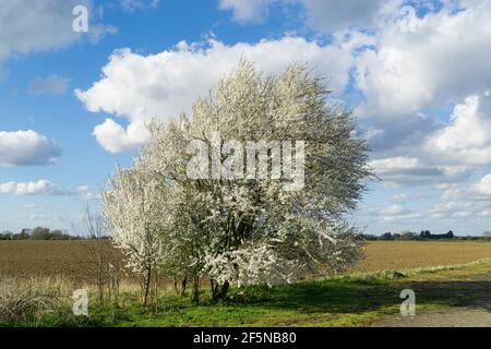 Prugnolo fiorisce in primavera Foto Stock