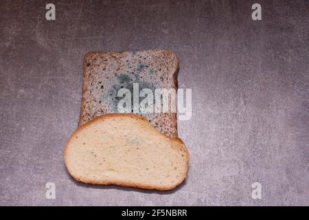 pane ammuffito, fette bianche e nere, su fondo grigio. Foto Stock