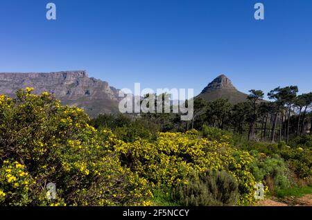 Table Mountain e Lion's Head, Città del Capo, Sud Africa, in un giorno di agosto luminoso con fioritura Tripteris oppositifolia arbusti in primo piano Foto Stock