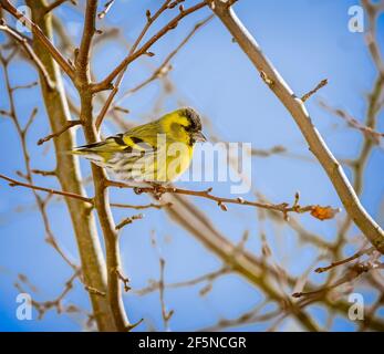 Maschio nero-guidato cardellino seduto su un ramoscello Foto Stock