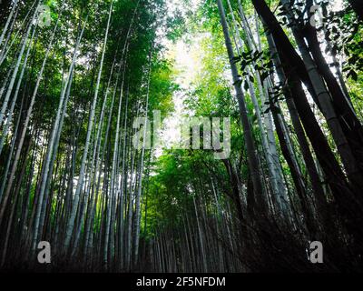 Sfondo della foresta di bambù del giappone al mattino Foto Stock