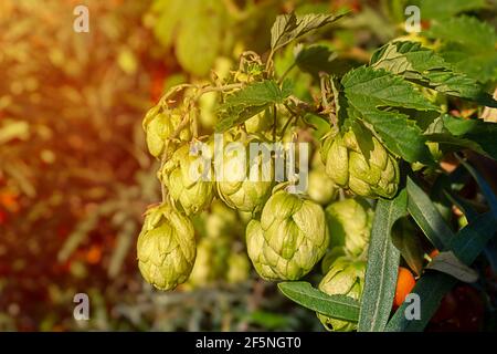 Ramo di luppolo dal giardino su una luce autunnale Sunny, tinta Foto Stock