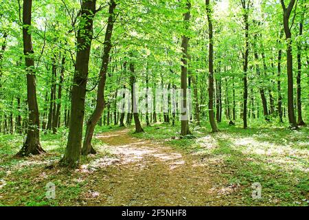 Foresta in primavera Foto Stock