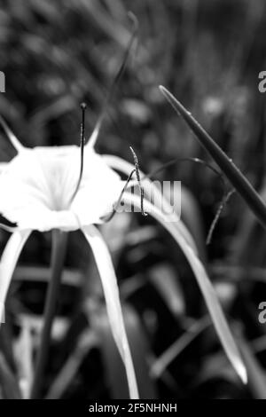 Una foto in bianco e nero di solo una parte di a. giglio ragno Foto Stock