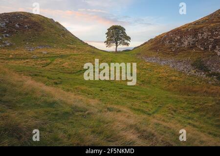 Paesaggio paesaggistico della campagna inglese del lone tree a Sycamore Gap lungo il Muro di Adriano al tramonto o all'alba a Northumberland, Inghilterra Regno Unito. Foto Stock
