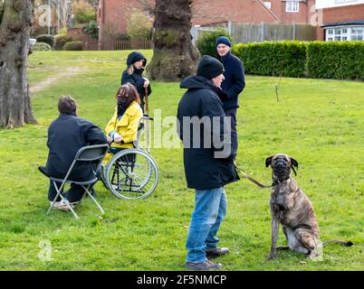 Brentwood Essex 27 marzo 2021 elezioni del Consiglio locale; la Consigliera liberaldemocratico Karen Chilvers (raffigurata in giallo in sedia a rotelle) sulla sua campagna "Wheels on the Green" a Brentwood Essex. Credit: Ian Davidson/Alamy Live News Foto Stock