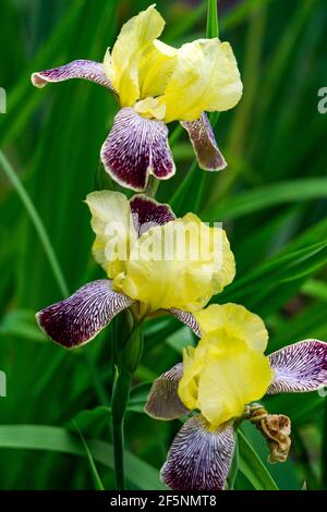 Iris giallo in fiore con petali inferiori viola nel giardino estivo. Foto Stock