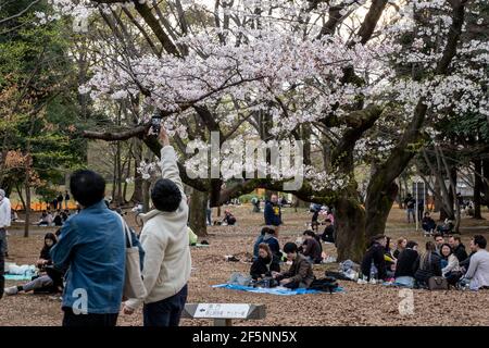 Tokyo, Giappone. 27 Marzo 2021. La gente si siede sotto alberi di ciliegio (sakura) al Parco Yoyogi a Tokyo. L'area di Sakura è bloccata dalle linee arancioni per evitare la folla che si raduna nelle vicinanze. La gente gode la fioritura dei ciliegi da lontano. Il governo giapponese ha chiuso lo stato di emergenza il 21 marzo, ma ha esortato le persone a non riunirsi per prevenire una recrudescenza di infezioni da COVID-19. (Foto di Viola Kam/SOPA Images/Sipa USA) Credit: Sipa USA/Alamy Live News Foto Stock