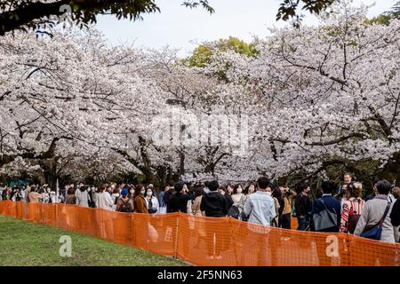 Tokyo, Giappone. 27 Marzo 2021. Vista dei ciliegi in fiore (sakura) al Parco Yoyogi di Tokyo. L'area di Sakura è bloccata dalle linee arancioni per evitare che la folla si raduni nelle vicinanze. La gente gode la fioritura dei ciliegi da lontano. Il governo giapponese ha chiuso lo stato di emergenza il 21 marzo, ma ha esortato le persone a non riunirsi per prevenire una recrudescenza di infezioni da COVID-19. (Foto di Viola Kam/SOPA Images/Sipa USA) Credit: Sipa USA/Alamy Live News Foto Stock