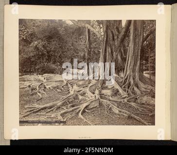 Ficus Elastica - Assam India - gomma. Foto Stock