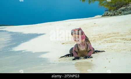 Primo piano di un iguana selvaggia su una spiaggia di sabbia in Le Bahamas Foto Stock