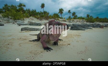 Primo piano di un iguana selvaggia su una spiaggia di sabbia in Le Bahamas Foto Stock