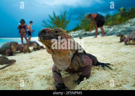 Closeup di un iguana selvaggia sulla spiaggia di sabbia con i turisti, nelle Bahamas Foto Stock