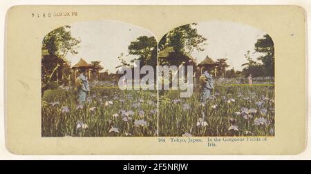 Tokyo, Giappone. Nei magnifici campi di Iris (recto); Casa nativa di Tifflin, Isl. Di Giava (verso). Sconosciuto Foto Stock