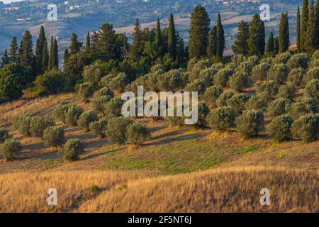 Oliveto vicino Volterra in Toscana Foto Stock