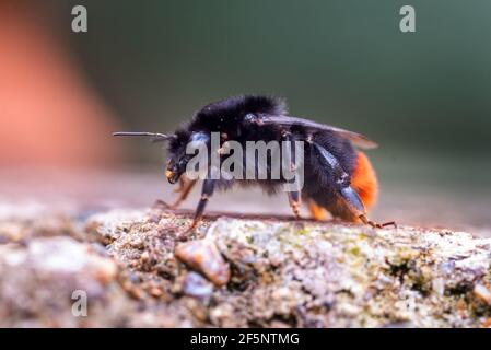 Brighton, 27 marzo 2021: Un bumblebee dalla coda rossa (Bombus lapidarius) appare in un giardino di Brighton, un segno sicuro che la primavera è arrivata Credit: Andrew Hasson/Alamy Live News Foto Stock