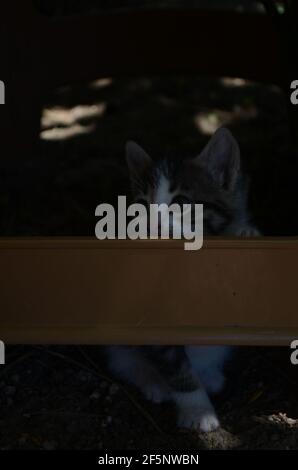 un simpatico gattino che cerca di afferrare su una plastica sedia Foto Stock