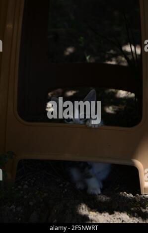 un simpatico gattino che cerca di afferrare su una plastica sedia Foto Stock