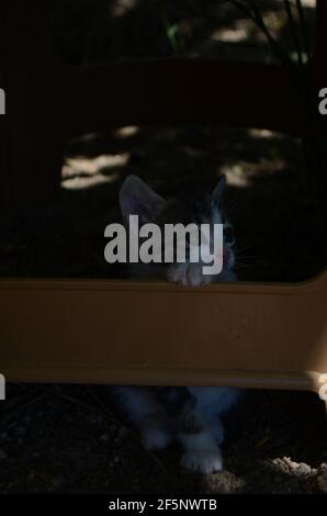 un simpatico gattino che cerca di afferrare su una plastica sedia Foto Stock