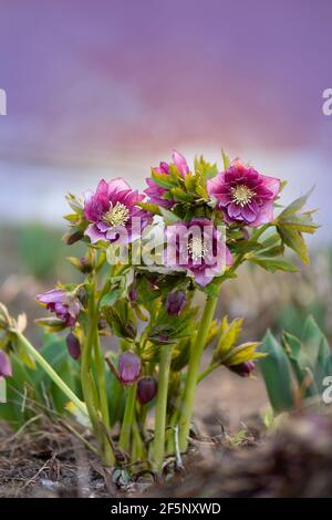 Christrose o hellborus fiorisce nel giardino primaverile. Macro shot Hellebore con gocce di pioggia cresce in giardino. Ellehofori ibridi o quee di rosa di Natale Foto Stock