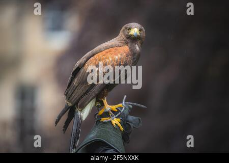 Ritratto in primo piano di un falco addestrato di Harris (Parabuteo unicinctus) uccello di preda appollaiato sul guanto di un falconero. Foto Stock