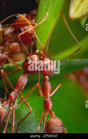 Formiche di albero verdi o formiche di tessitore tessono insieme foglie a. formare le loro cavità di annidamento Foto Stock