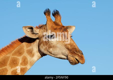 Ritratto di una giraffa (Giraffa camelopardalis) contro un cielo blu, Sud Africa Foto Stock