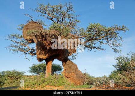 Massiccio nido comunale di socievole tessitori (Philetairus socius) in un thorn tree, Sud Africa Foto Stock