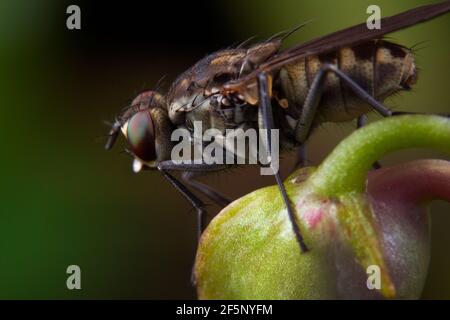 Macro scatta una mosca che riposa sul bocciolo di fiori Foto Stock