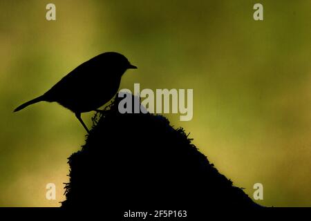Robin, alla ricerca di cibo in un giardino Foto Stock