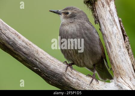 Starling giovanile appollaiato su un tronco. Foto Stock