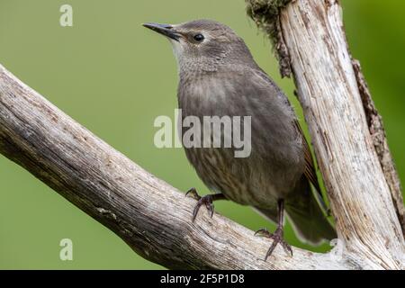 Starling giovanile appollaiato su un tronco. Foto Stock