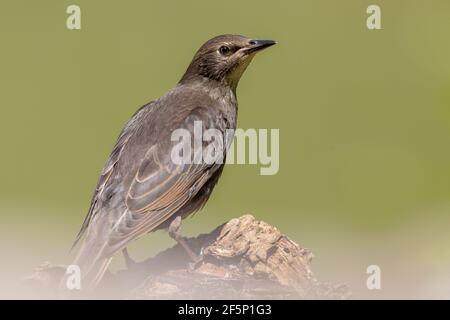 Starling giovanile appollaiato su un tronco. Foto Stock