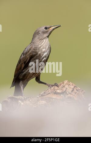 Starling giovanile appollaiato su un tronco. Foto Stock