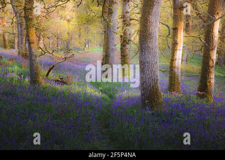 Luce su una foresta di colorati bluebells (Hyacinthoides) in primavera a Kinclaven Bluebell Wood nel Perthshire, Scozia. Foto Stock