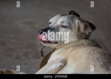 Cane affamato vagato. Cane affamato con la sua lingua fuori nel centro di adozione. Cane affamato che pensa al cibo e in attesa di adozione. Foto Stock