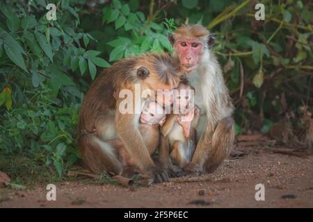 Una famiglia di macachi toque (Macaca sinica), scimmie del vecchio mondo, con due genitori protettori che proteggono i loro giovani spaventati in Udawalawe National Par Foto Stock